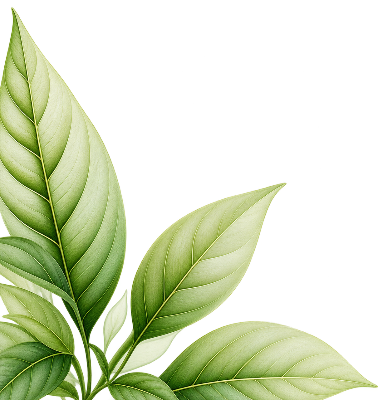 Green decorative leaves