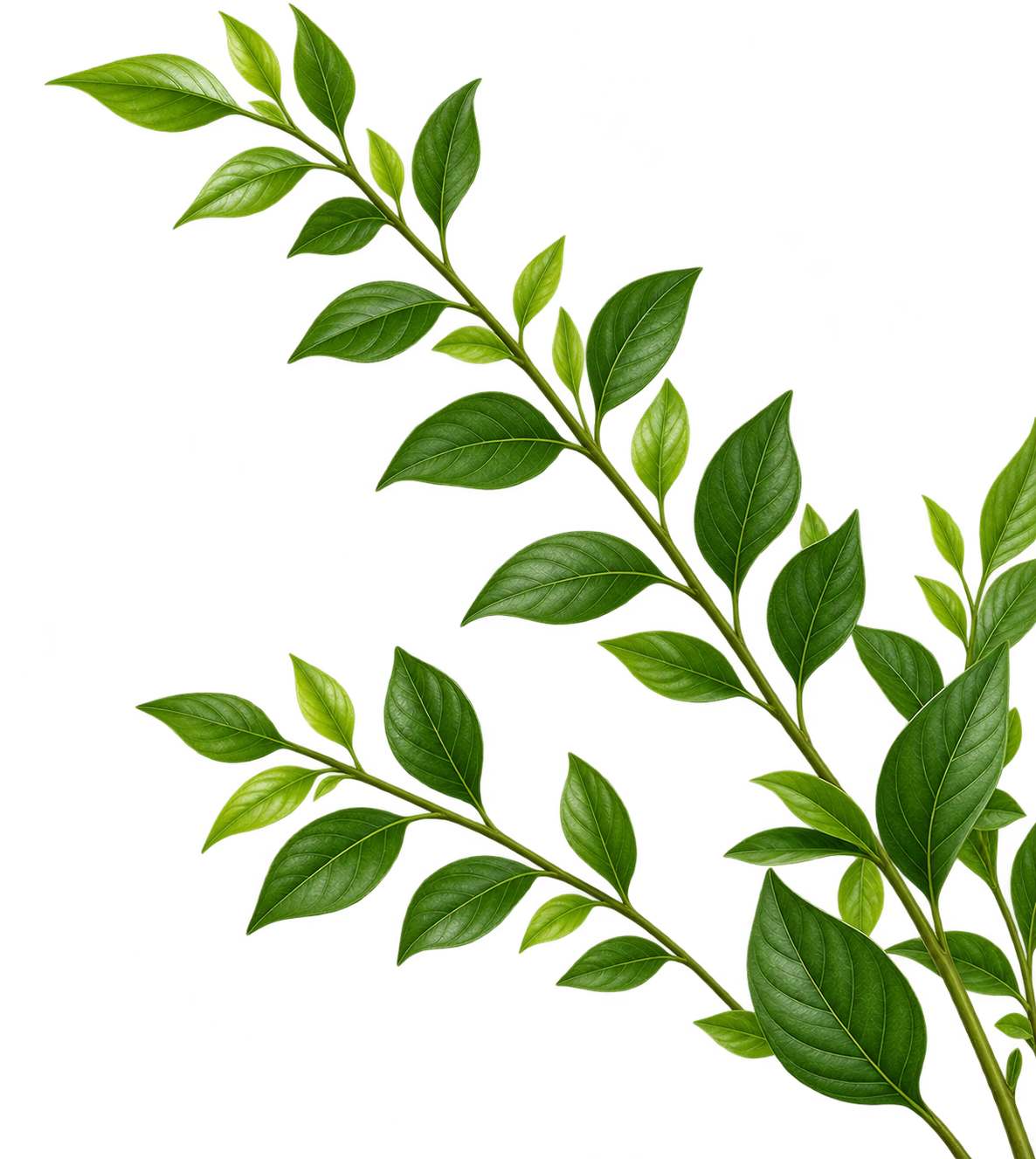 Decorative green leaves