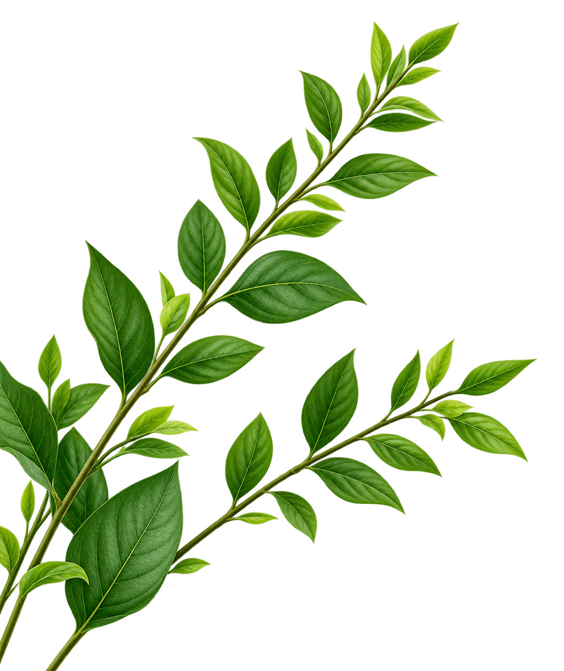 Decorative green leaves