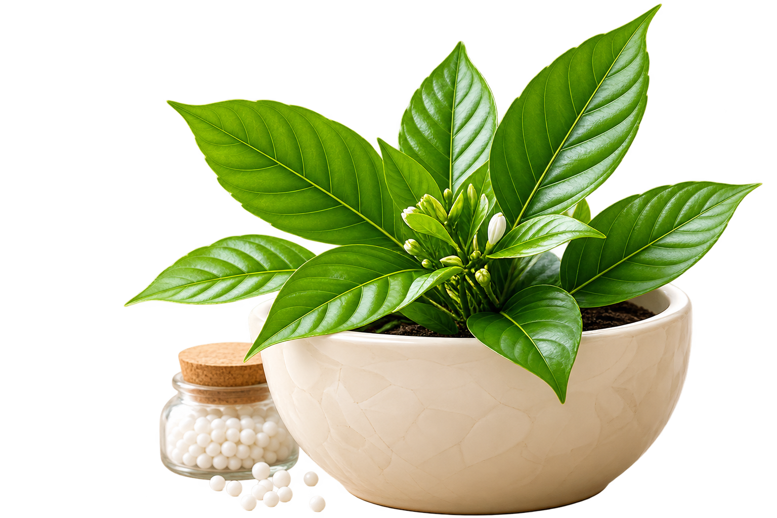 Natural plant representing wellness benefits